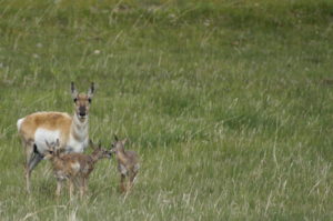 Pronghorn triplets