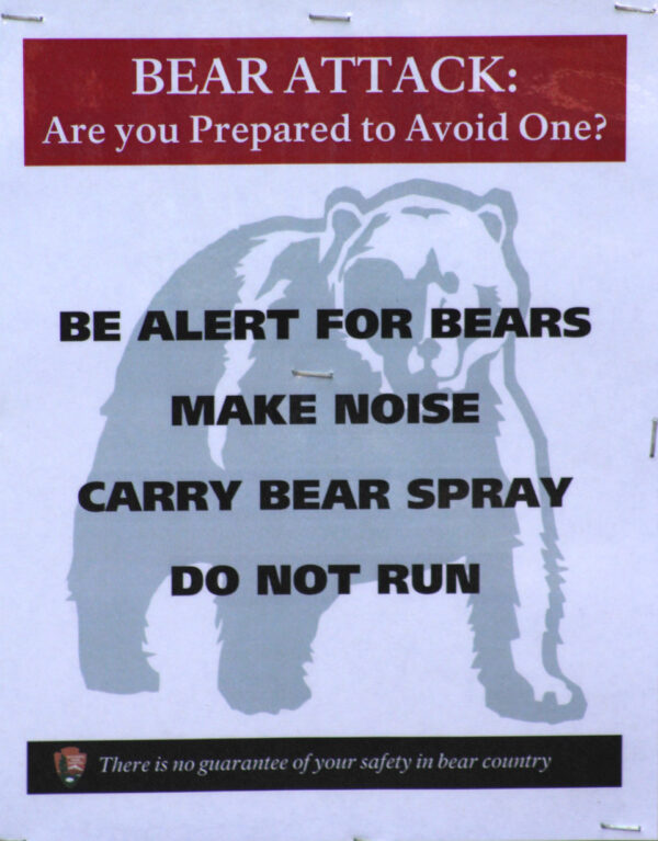 Bear Attacks Increasing Worldwide Cowboy State Daily