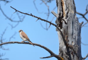 Kestrel on a branch in Wyoming