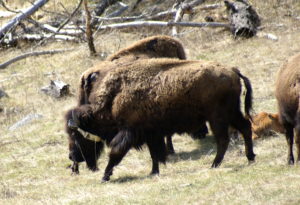 This bison in Yellowstone National Park had its radio collar tangled in its horn.