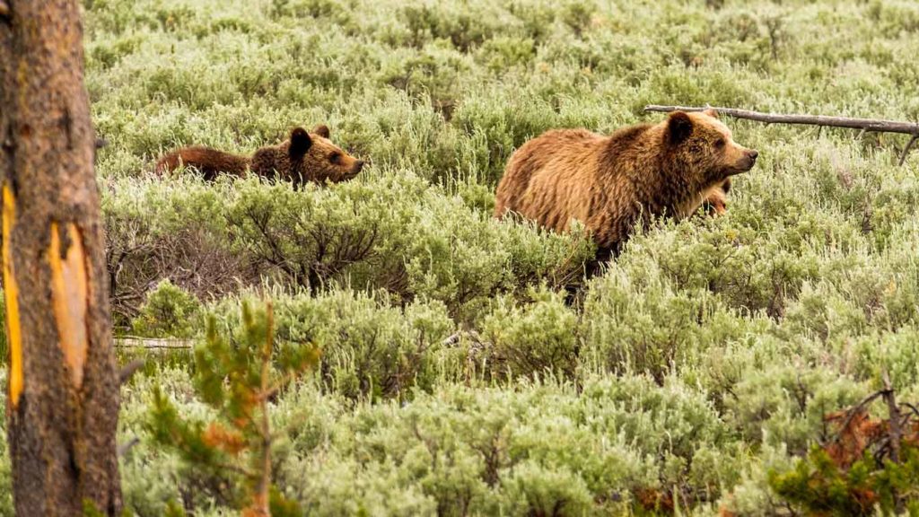 Wyoming Grizzly Hunts Could Hinge On Midterms Hunt Advocate Says   Grizzly Bear 1024x576 