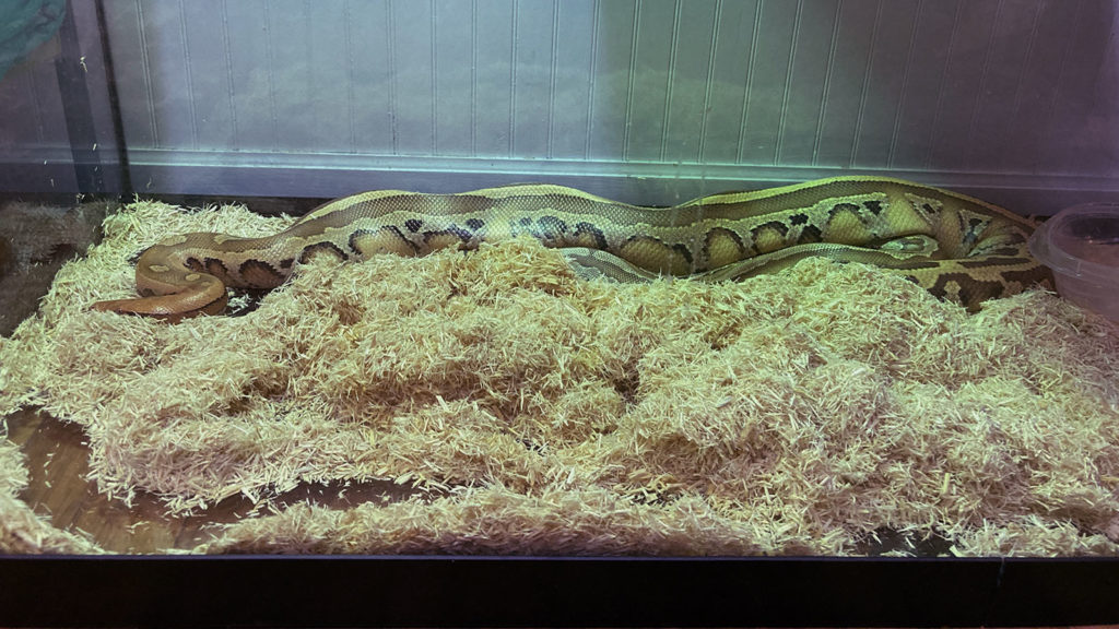 Snakes R Us: Arlington police don't play around with ball python found near  toy store