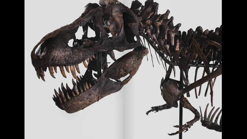 Take a Look at the Skeleton of a Pregnant T-Rex Dinosaur Called