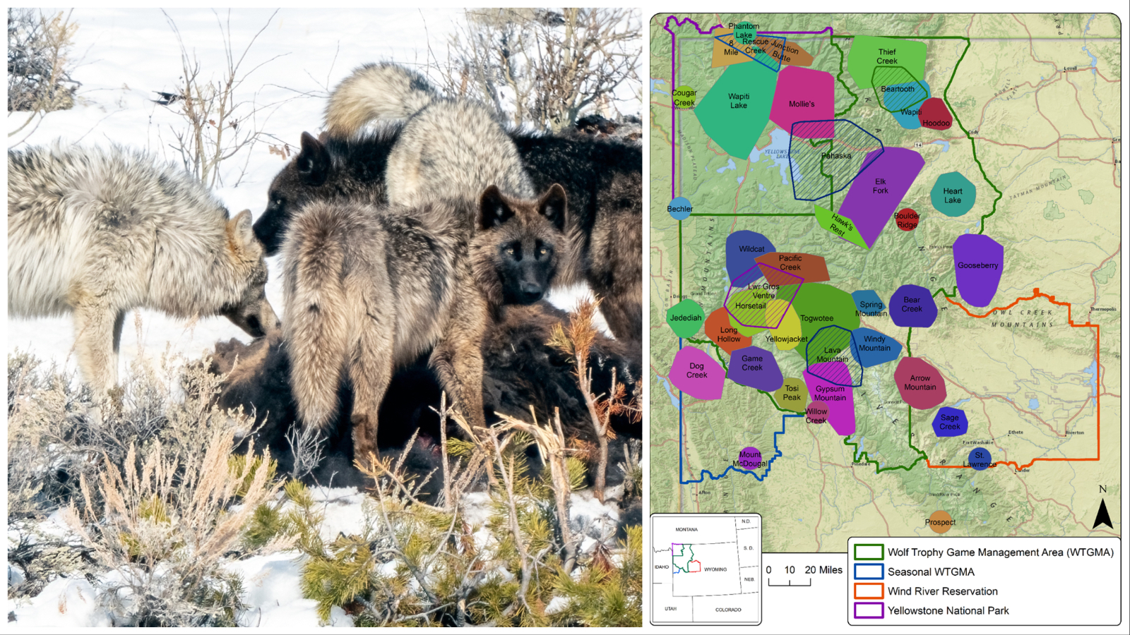 Wyoming Wolf Packs Are GangLike When It Comes… Cowboy State Daily